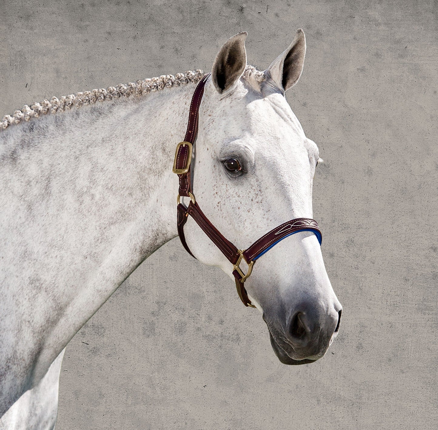 Signature Padded Halter