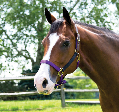 Premium Nylon Breakaway Halter