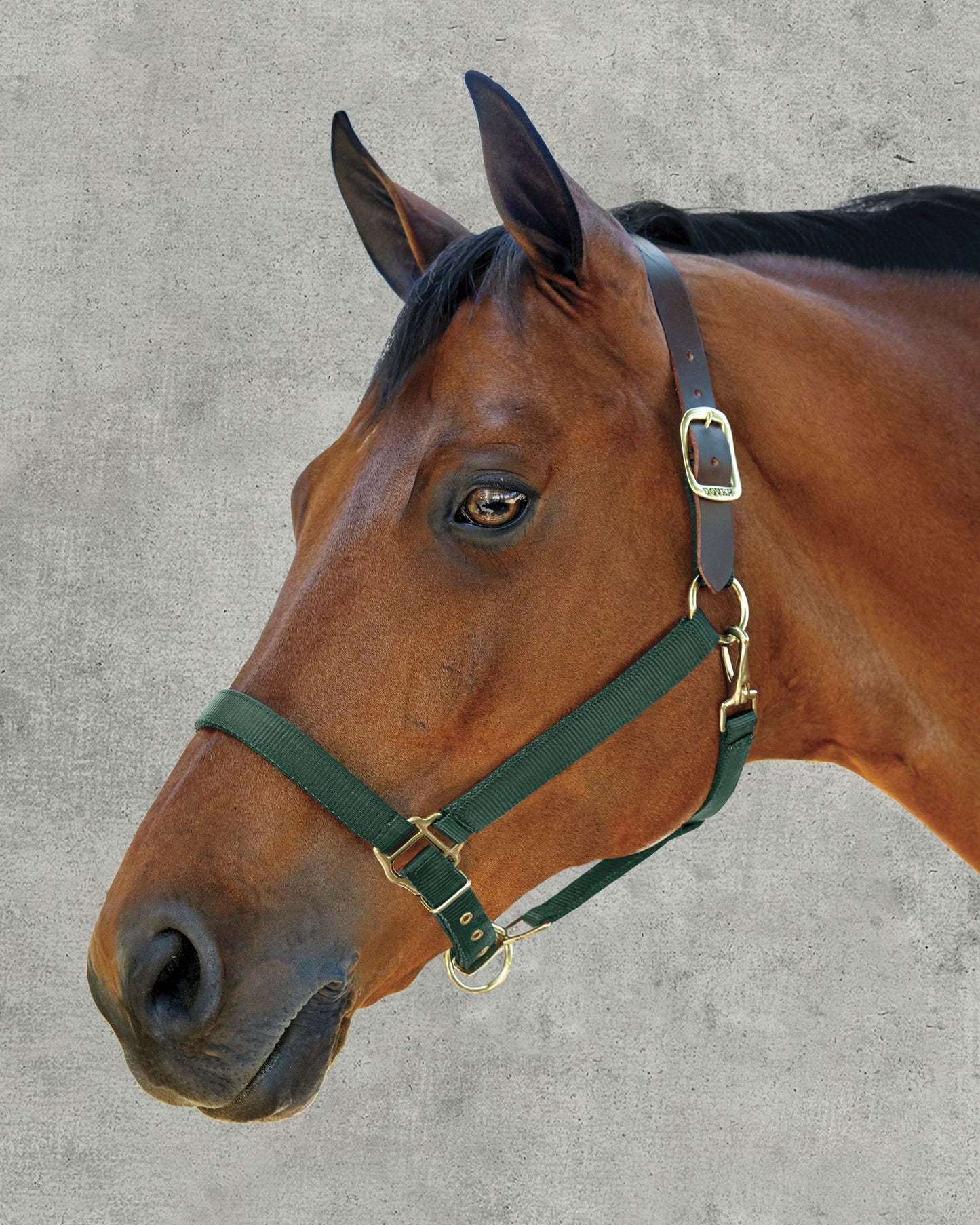 Heavy Nylon Breakaway Halter