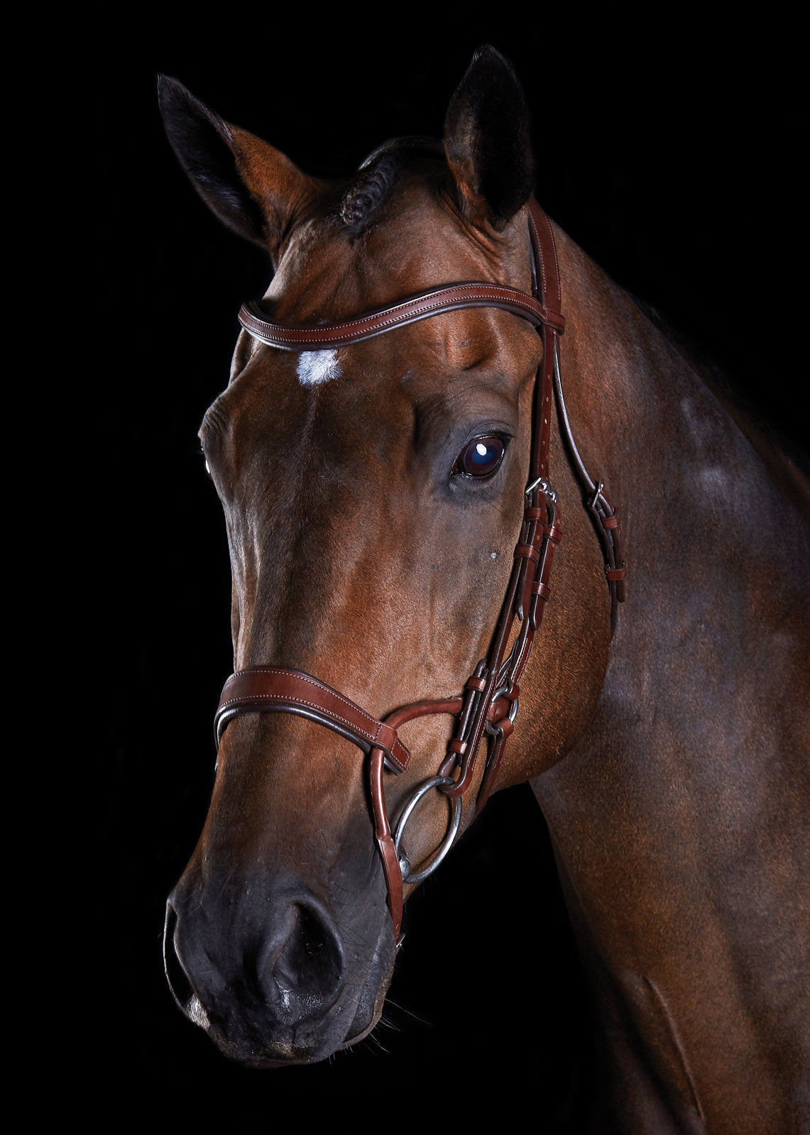Training Bridle
