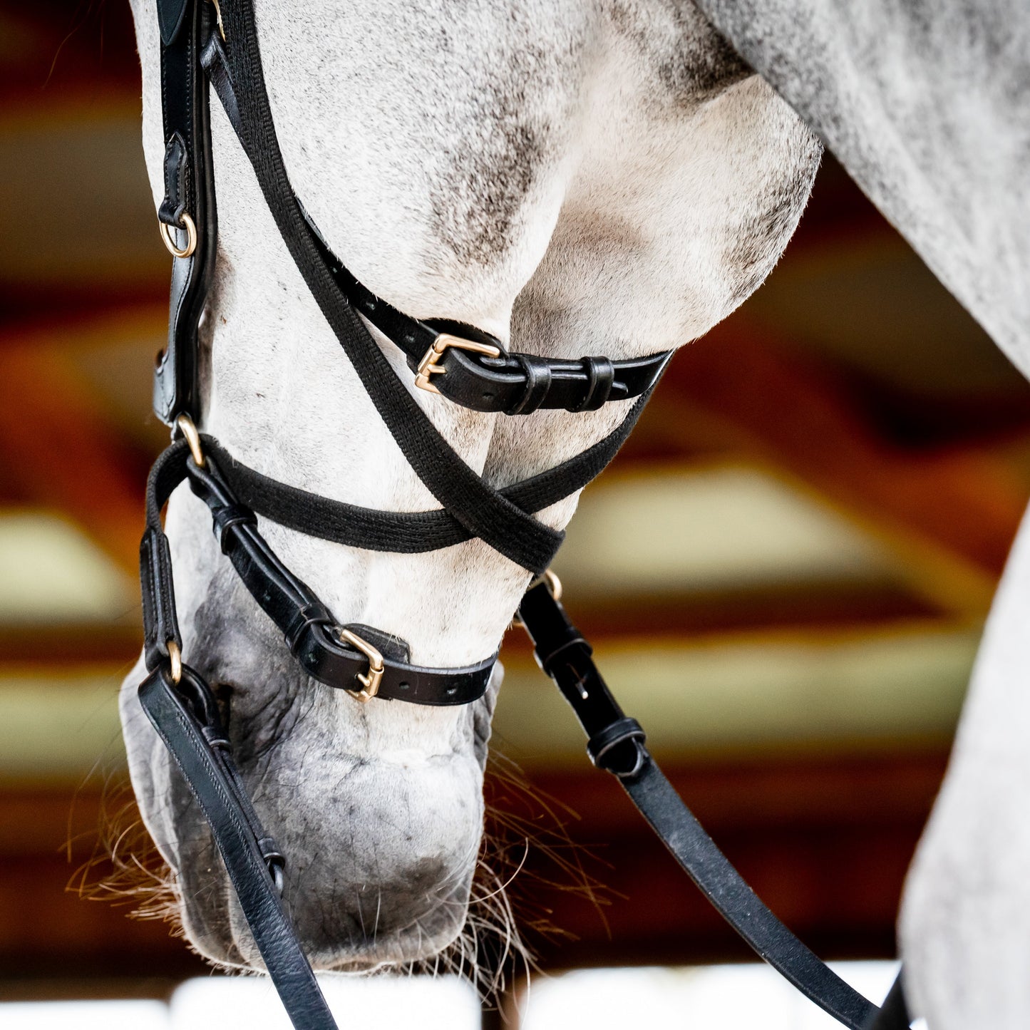 Ireland Micklem2 Multibridle USA with Reins