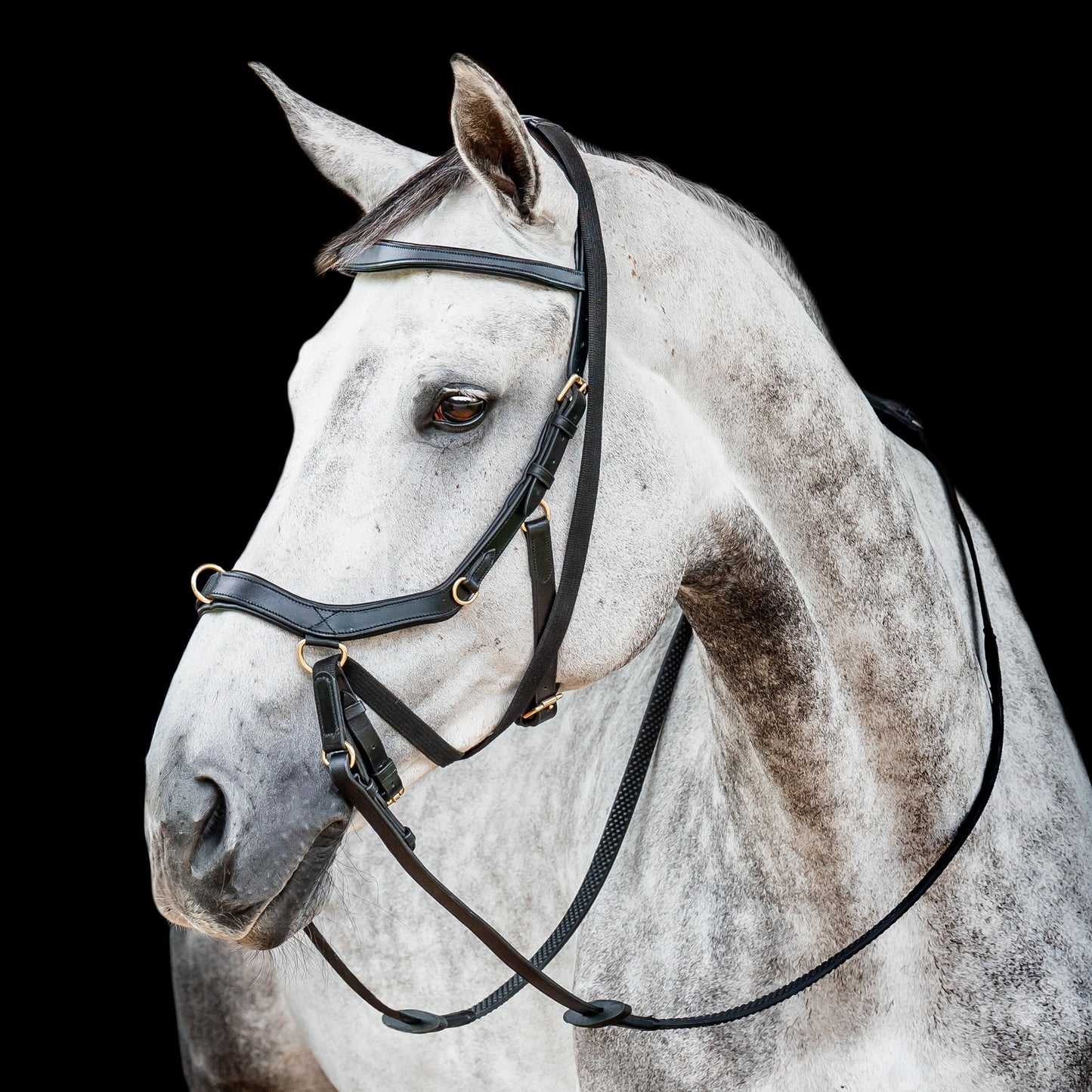 Ireland Micklem2 Multibridle USA with Reins