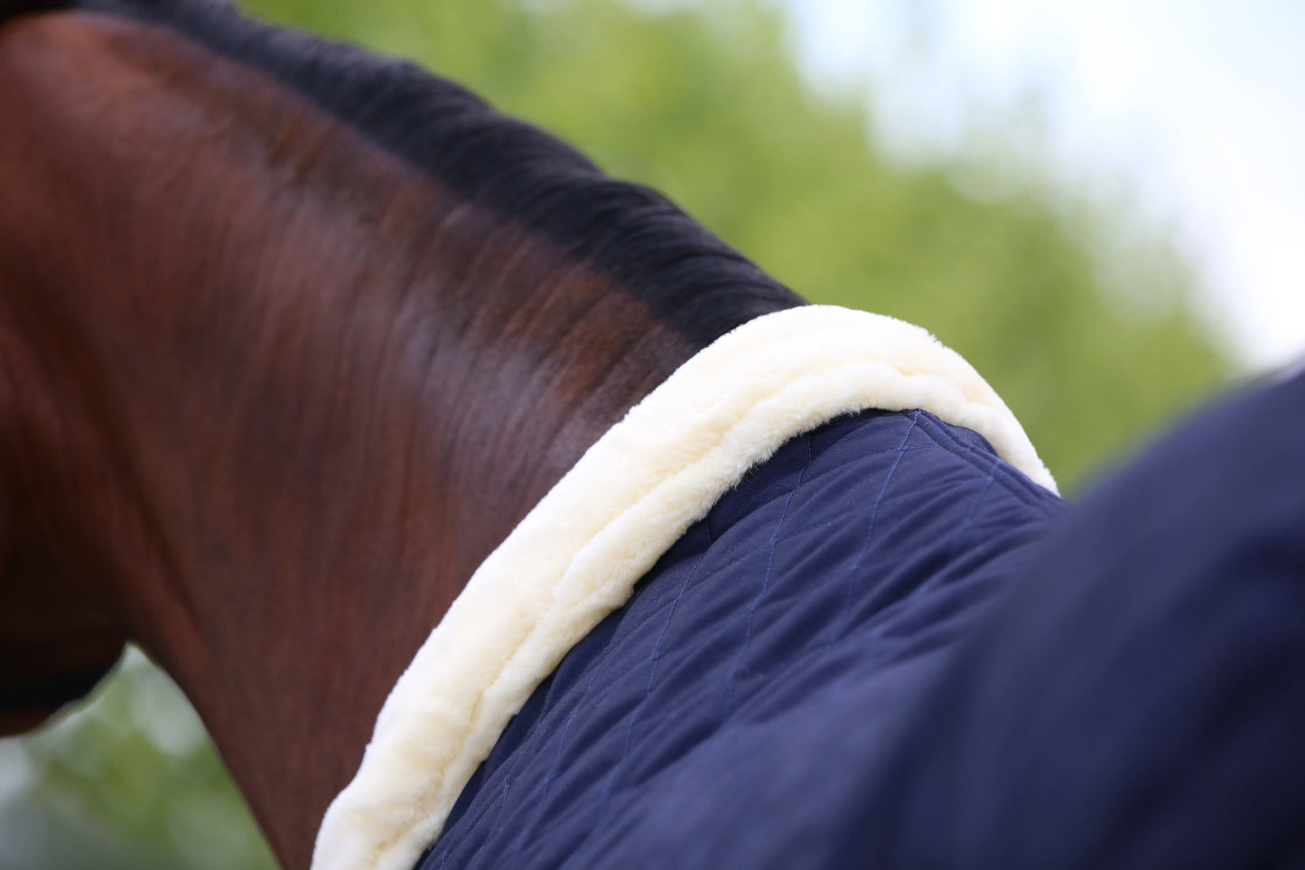 Show Rug